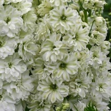 image (1)